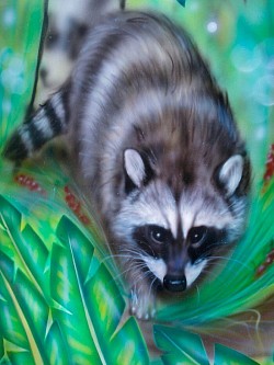 Racoon